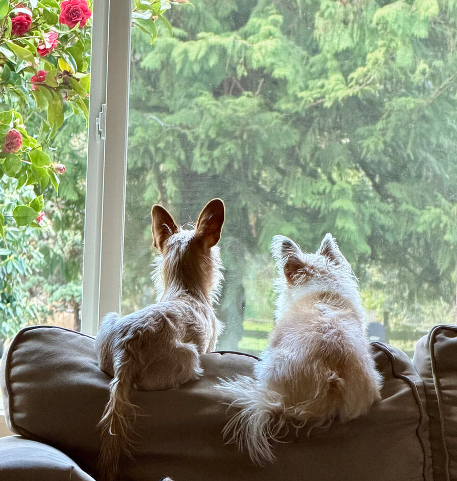dog best friends two chihuahua terriers sitting by a window