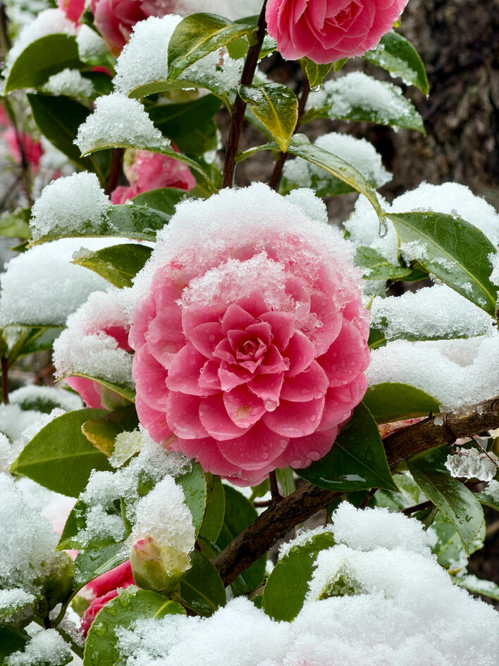 flower pink flower surrounded by and covered in snow